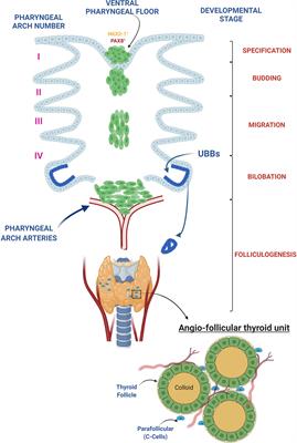 Derivation of Thyroid Follicular Cells From Pluripotent Stem Cells: Insights From Development and Implications for Regenerative Medicine